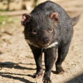 Secret Life Of The Tasmanian Devils